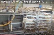 Racewell Auto Drafting Sheep using TruTest & FarmIT3000 software