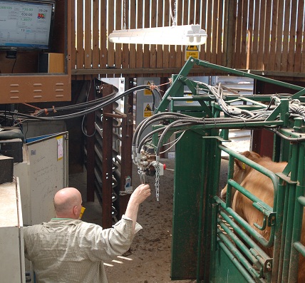 Weighing Cattle in an Hydrolic Crush