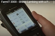 Sheep lambing with FarmIT 3000 and a Psion handheld EID reader
